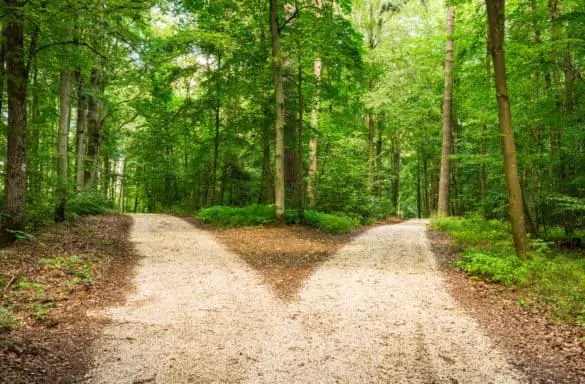 Two roads in forest, hospice vs palliative care